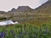32 Aconitum napellus (Aconito napello) al Lago di Ponteranica superiore